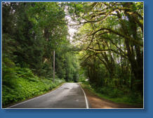 Auf dem Weg zur Hurrican Ridge, Olympic NP, WA