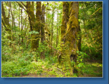 Auf dem Weg zur Hurrican Ridge, Olympic NP, WA