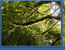 Auf dem Weg zur Hurrican Ridge, Olympic NP, WA