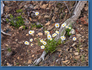 Hurrican Ridge, Olympic NP, WA