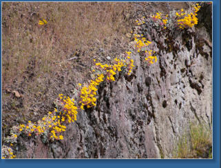 Hurrican Ridge, Olympic NP, WA
