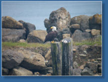 Adler im Hafen von Sekiu, WA