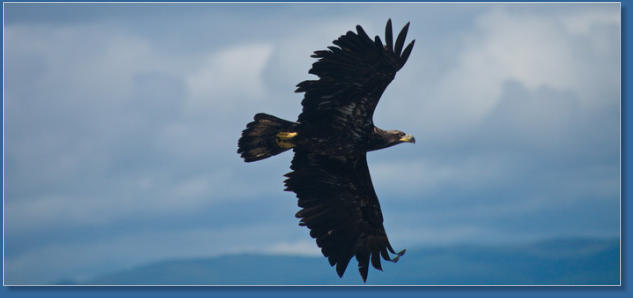 Adler im Hafen von Sekiu, WA