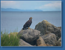 Adler im Hafen von Sekiu, WA