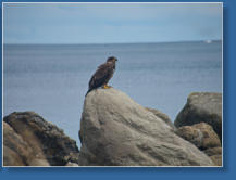 Adler im Hafen von Sekiu, WA