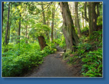 Weg zum 2. Beach, Olympic Peninsula, WA