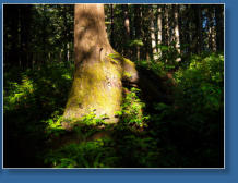 Weg zum 2. Beach, Olympic Peninsula, WA