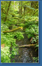 Sprunc Trail, Hoh Rain Forrest, Olympic NP, WA