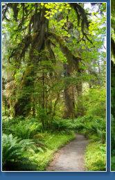 Sprunc Trail, Hoh Rain Forrest, Olympic NP, WA