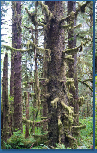 Hoh Rain Forrest, Olympic NP, WA