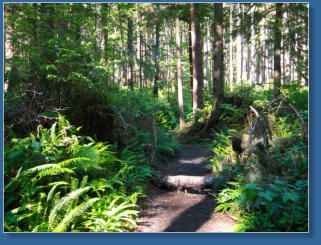 Weg zum 3. Beach, Olympic Peninsula, WA