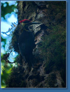Pileated Woodpecker, Lake Quinault, WA