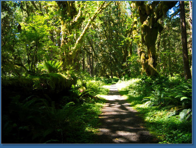 Kestner Homestead Trail, Lake Quinault, WA