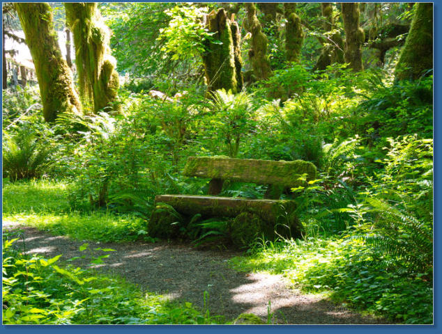 Kestner Homestead Trail, Lake Quinault, WA