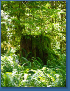 South Shore Trail, Lake Quinault, WA