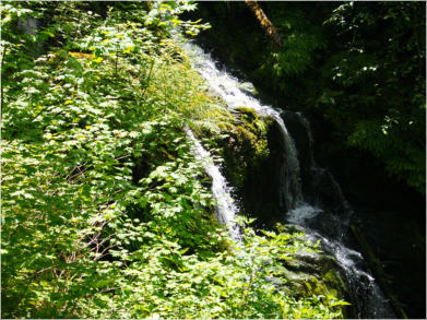 South Shore Trail, Lake Quinault, WA