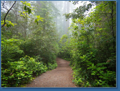 Lady Bird Johnson Trail, Redwood NP, CA