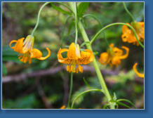 Lady Bird Johnson Trail, Redwood NP, CA