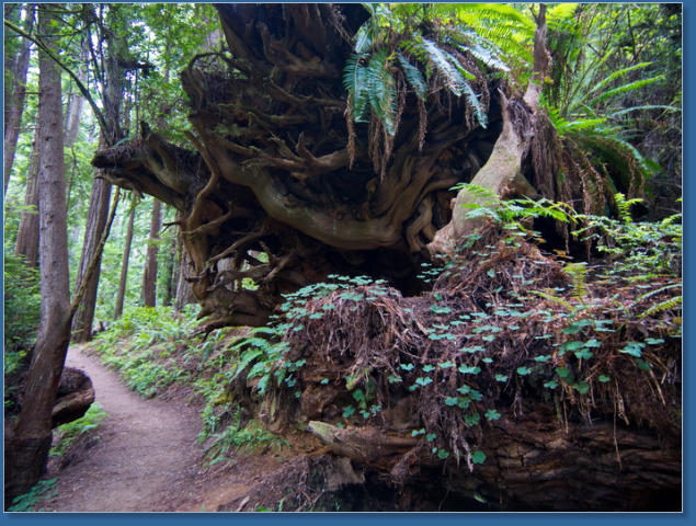 Trilium Fall Trail, Redwood NP, CA