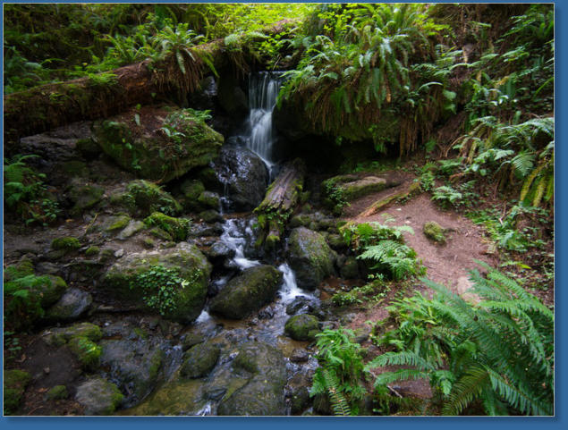 Trilium Fall Trail, Redwood NP, CA