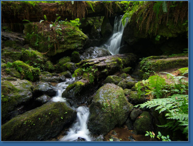Trilium Fall Trail, Redwood NP, CA