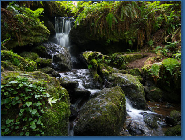 Trilium Fall Trail, Redwood NP, CA