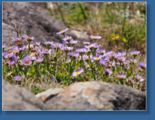 Patricks Point SP, CA