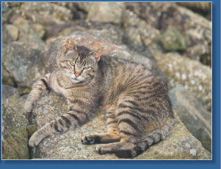 Fischereihafen von Crescent City, CA