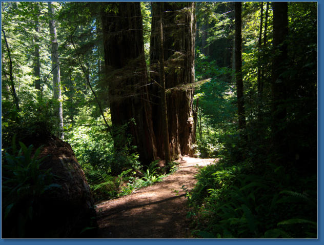 Redwood NP - Ah Pah Interpretive Trail, CA