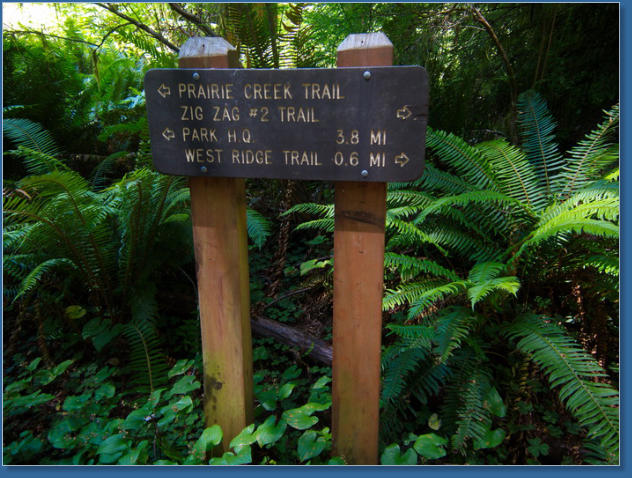 Redwood NP - Ah Pah Interpretive Trail, CA