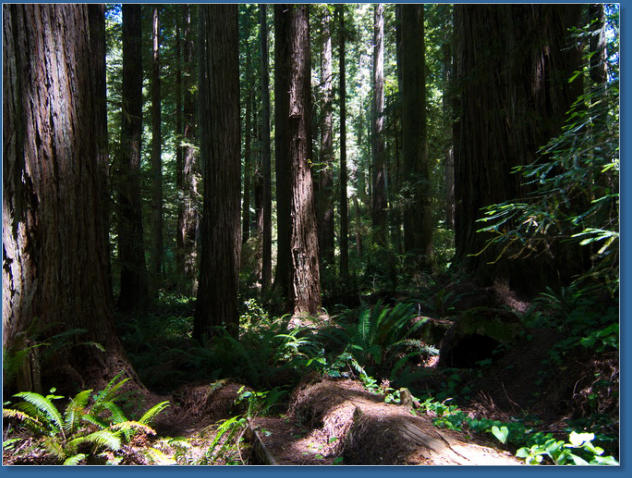 Redwood NP - Ah Pah Interpretive Trail, CA