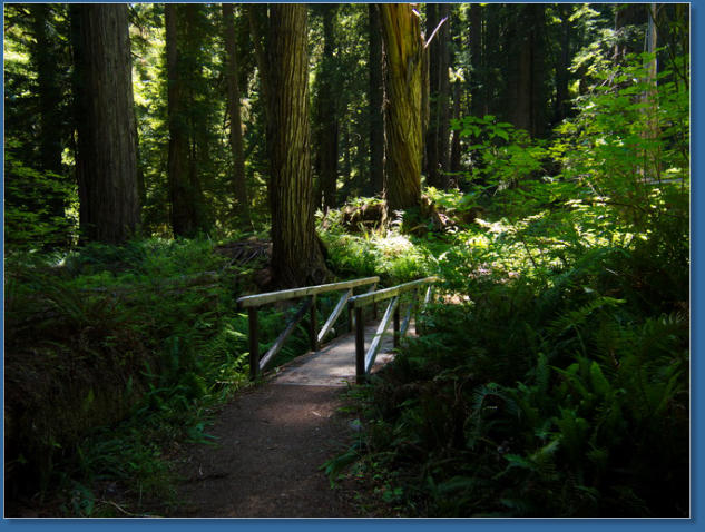 Redwood NP - Ah Pah Interpretive Trail, CA