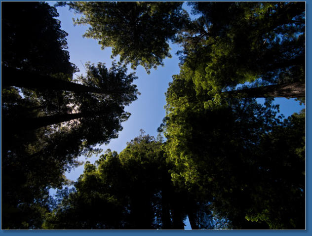 Redwood NP - Ah Pah Interpretive Trail, CA