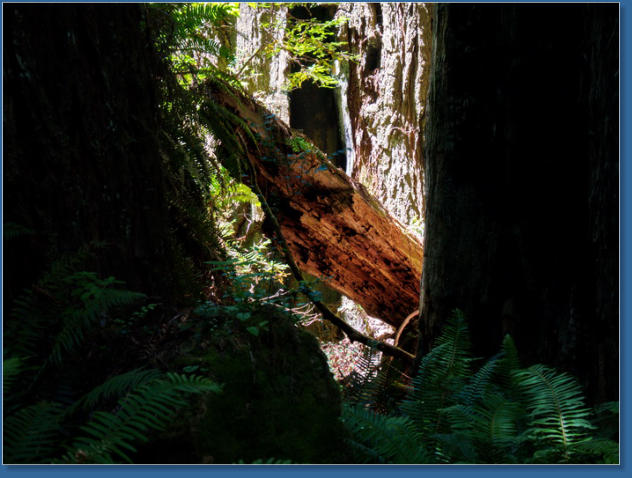 Redwood NP - Ah Pah Interpretive Trail, CA