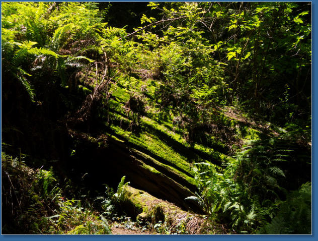 Redwood NP - Ah Pah Interpretive Trail, CA