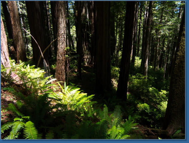 Redwood NP - Ah Pah Interpretive Trail, CA