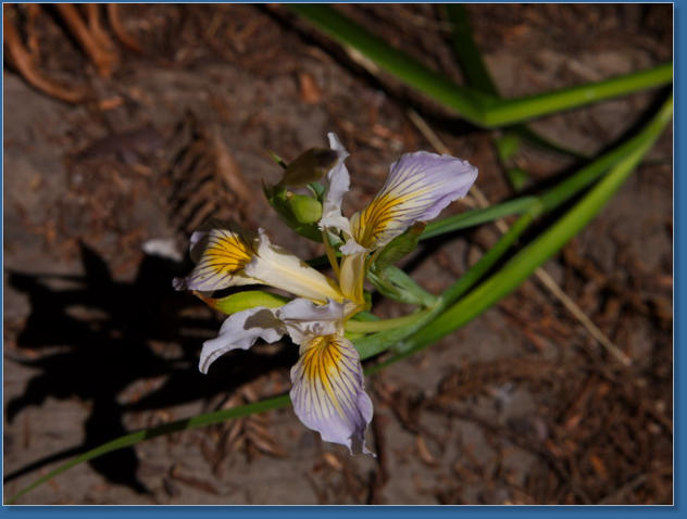 Redwood NP - Ah Pah Interpretive Trail, CA