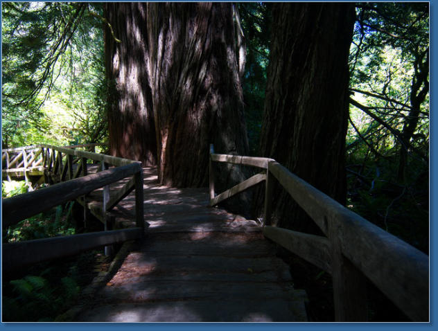 Redwood NP