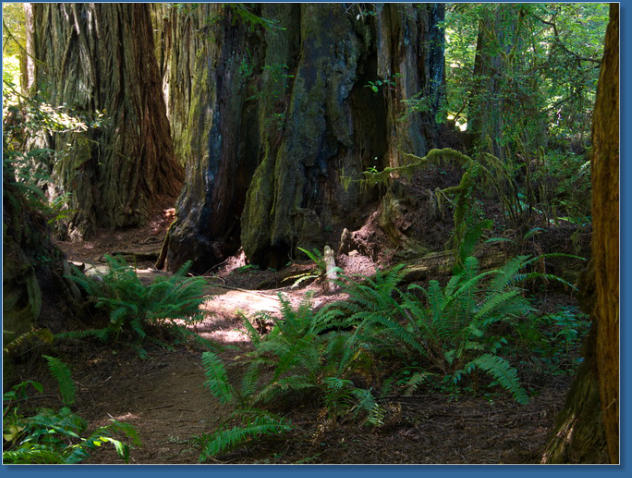 Redwood NP