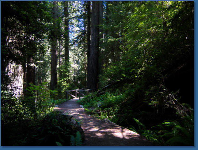 Redwood NP
