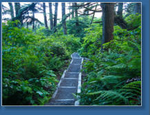 Weg zum 2. Beach, Olympic Peninsula, WA