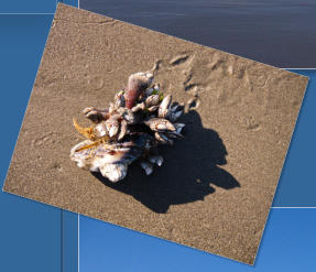 2. Beach, Olympic Peninsula, WA