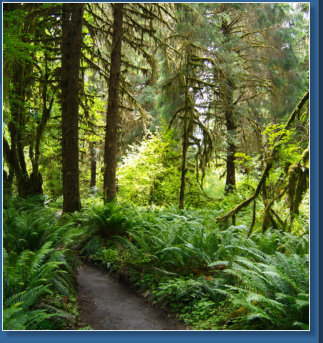 Sprunc Trail, Hoh Rain Forrest, Olympic NP, WA