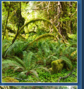 Sprunc Trail, Hoh Rain Forrest, Olympic NP, WA