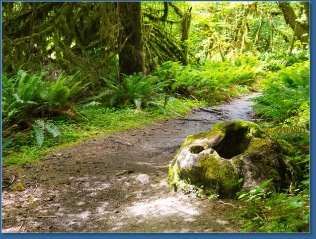 Sprunc Trail, Hoh Rain Forrest, Olympic NP, WA