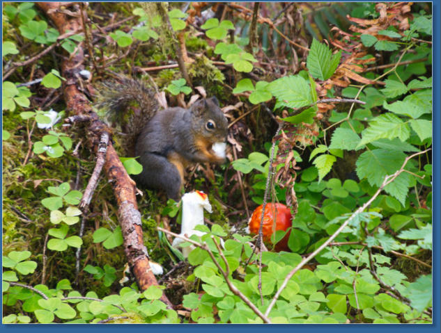 Hoh Rain Forrest, Olympic NP, WA