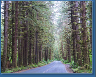Hoh Rain Forrest, Olympic NP, WA