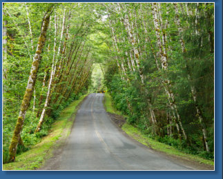 Hoh Rain Forrest, Olympic NP, WA