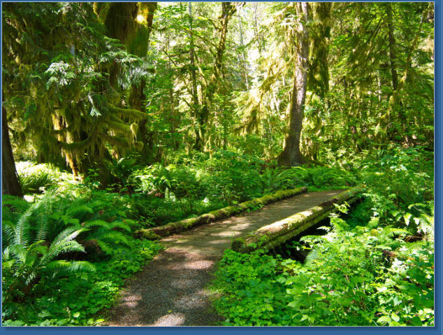 Kestner Homestead Trail, Lake Quinault, WA