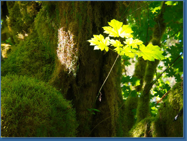 Kestner Homestead Trail, Lake Quinault, WA
